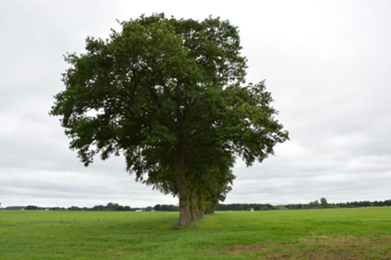 afbeelding "i_NL.IMRO.9925.IPWPHorstTelgt-vst1_0023.png"