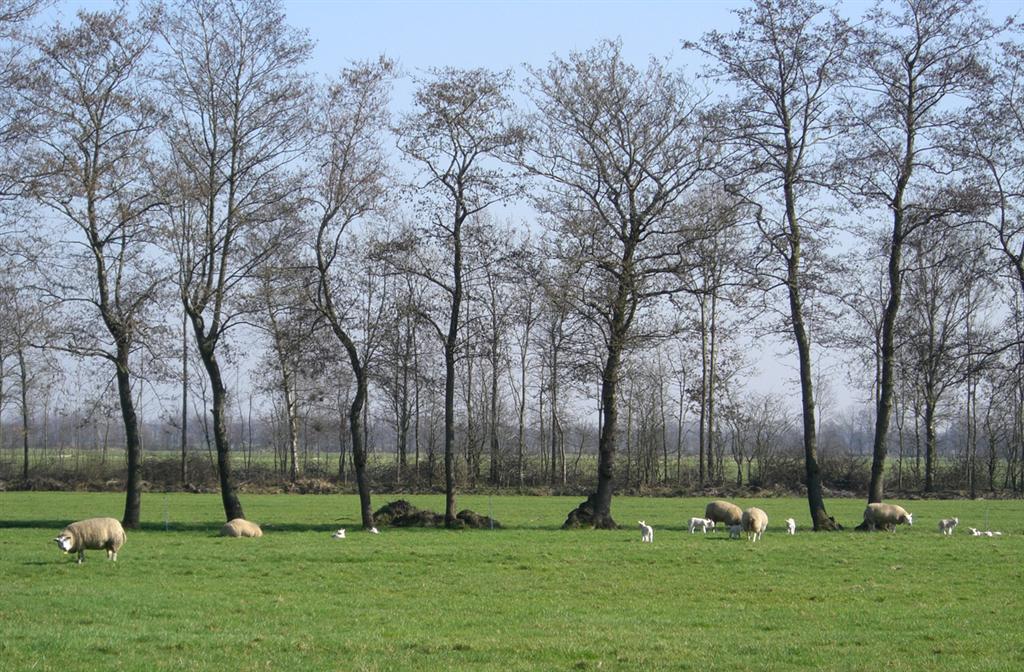 afbeelding "i_NL.IMRO.1685.bpschwilleven2012-ON01_0043.jpg"