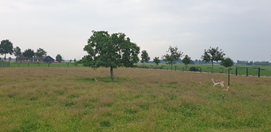 afbeelding "i_NL.IMRO.0296.BGBBoskBrstr3-OW01_0013.png"